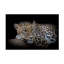 «Leopard Resting» par Nauzet Baez - reproduction d'art sur toile tendue-1957695372