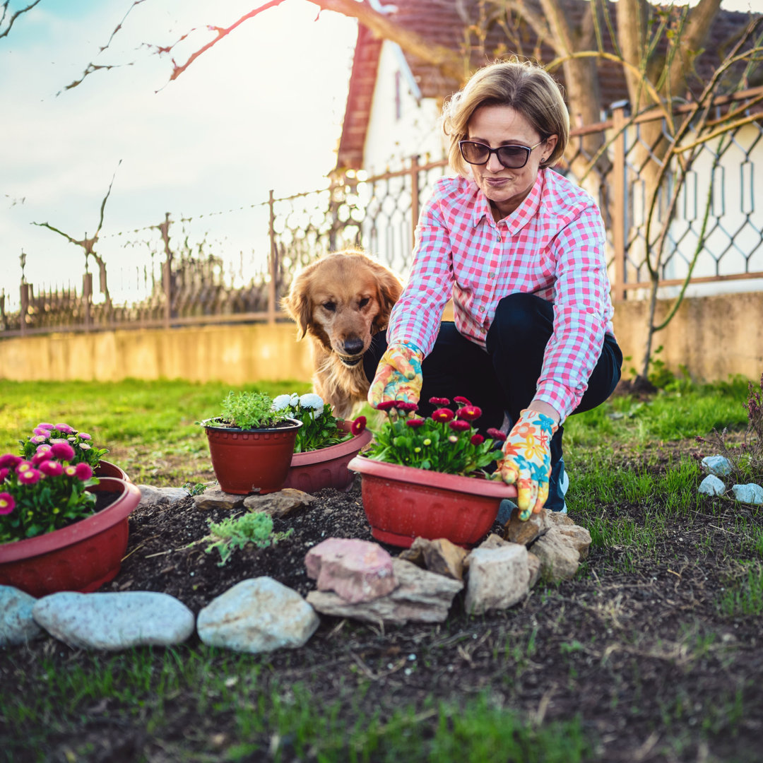 Frau pflanzt Blumen mit Hund by Bluecinema - Ohne Rahmen auf Leinwand drucken