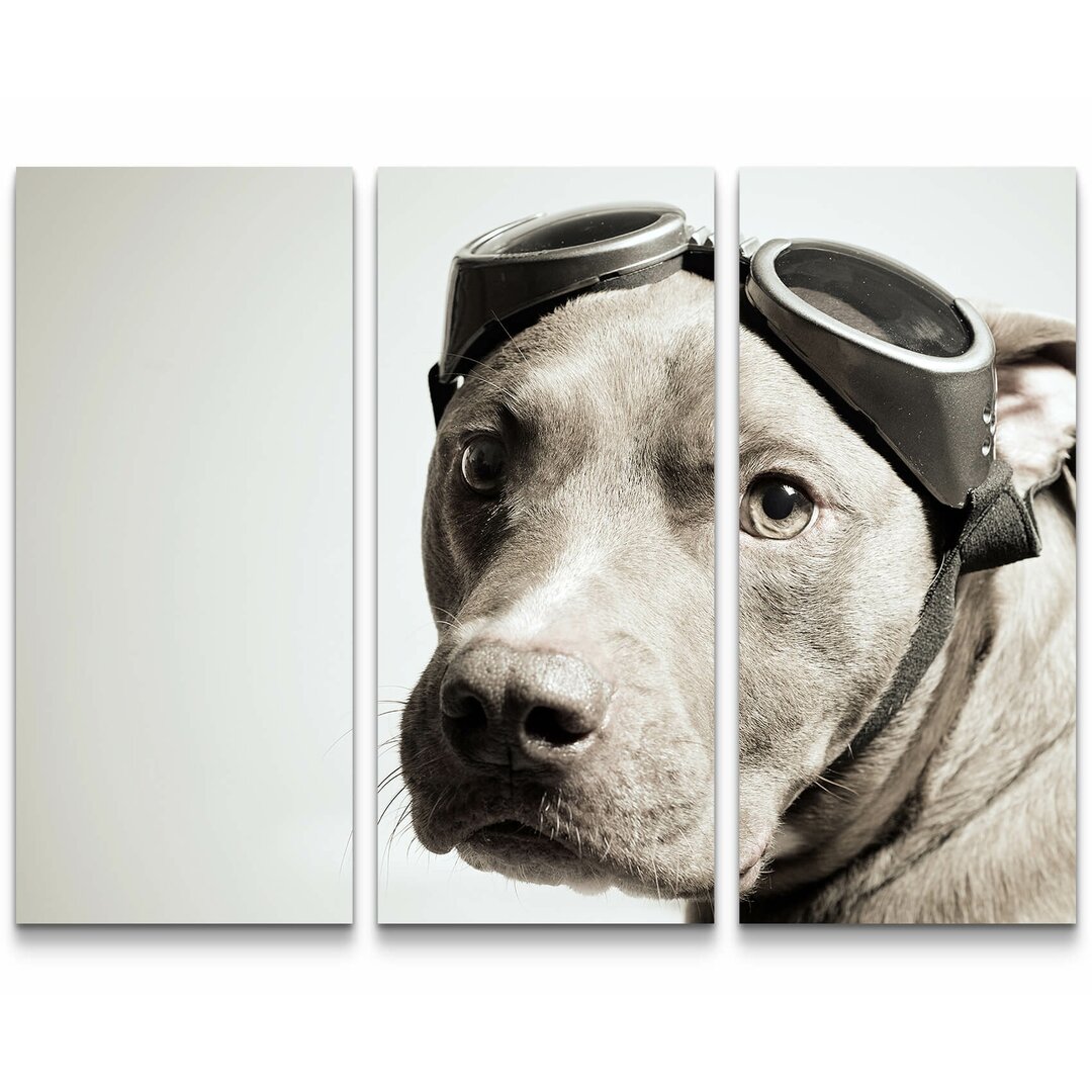 3-tlg. Leinwandbilder-Set Pitbull Portrait mit Pilotenbrille