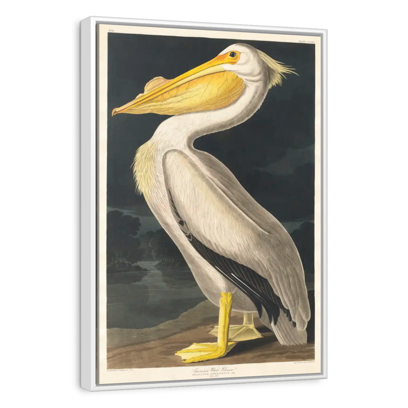 Pélican d'Amérique des oiseaux d'Amérique, Floating Frame White, 21 po x 31 po