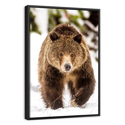 Walking Grizzly Bear