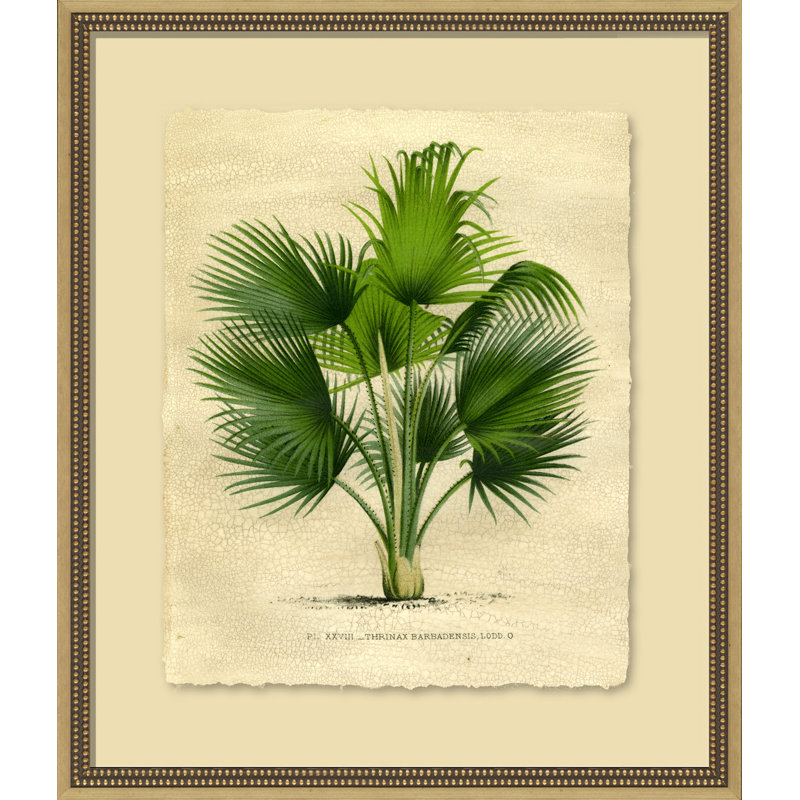 Island Palm IV Painting