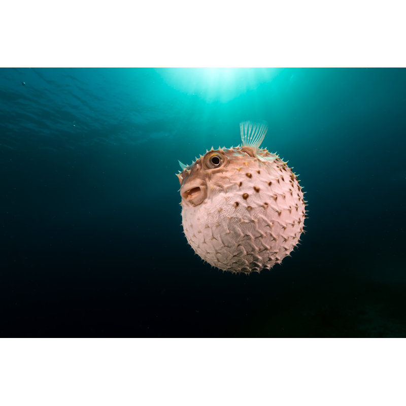Burrfish - Photographie sur toile tendue, H 24 po x l 36 po x P 1 po