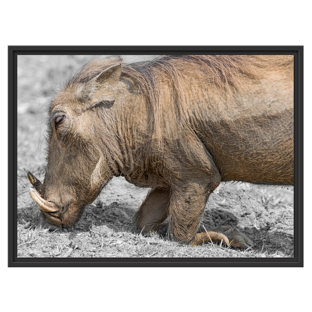 Gerahmtes Wandbild Warzenschwein durchwühlt Boden