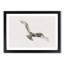 Osprey Bird - Framed Print-56915083-56915084