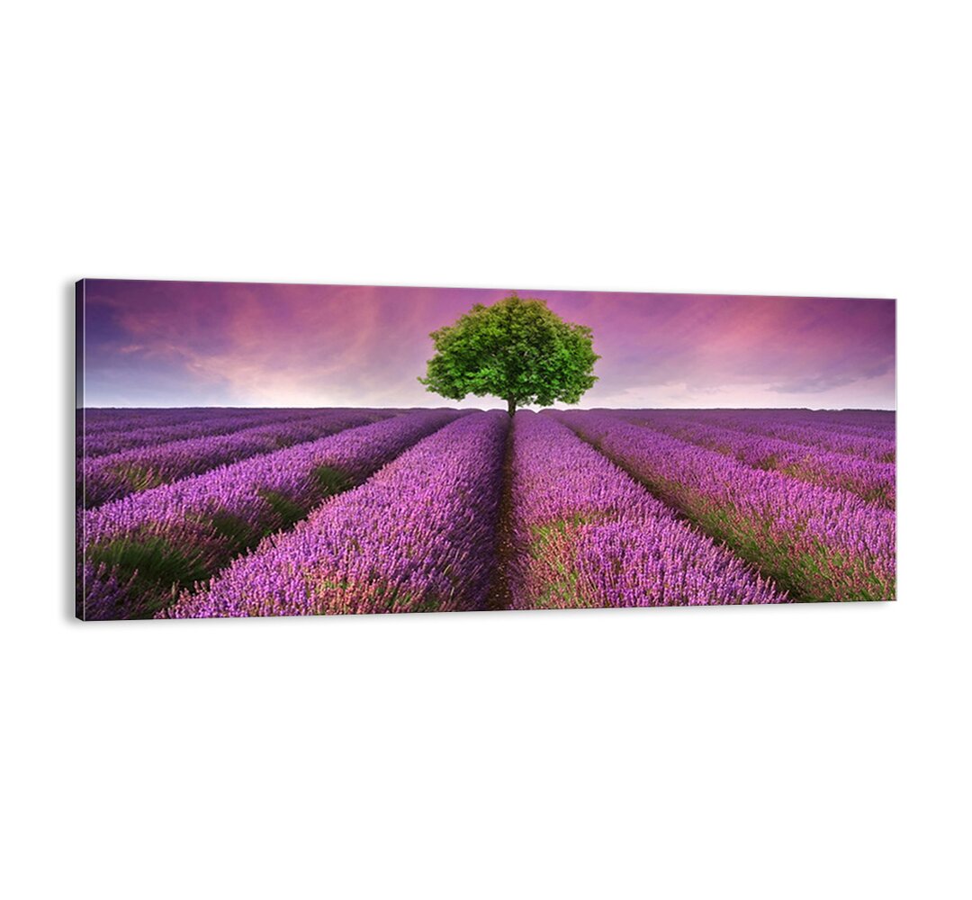 Leinwandbild - Fotografie „In Lavender Fields”