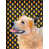Australian Cattle Dog (Brown)