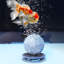 Aquarium 45-55 gallons-129914297-129914300
