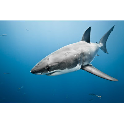 " Great White Shark " by Vladoskan