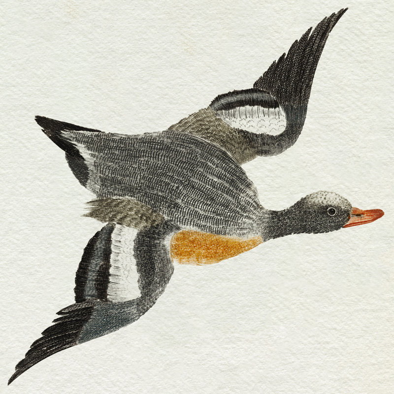 «Abubekir Flying Ducks I» sur toile par Johan Teyler, L 12 po x H 12 po