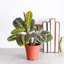 Live Red Prayer Plant