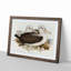 Two Albatross Birds by Elizabeth Gould - Framed Print-55614883-55614884