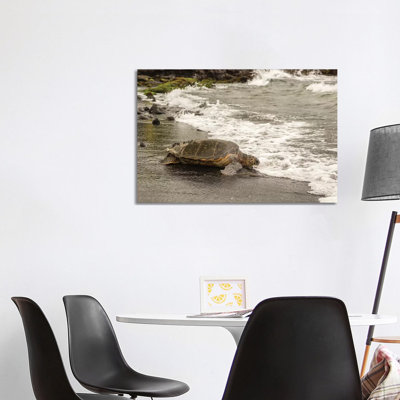 USA, Hawaii, Punalu'u Black Sand Beach. Green sea turtle entering surf. 1 Piece Wrapped Canvas Wall Art