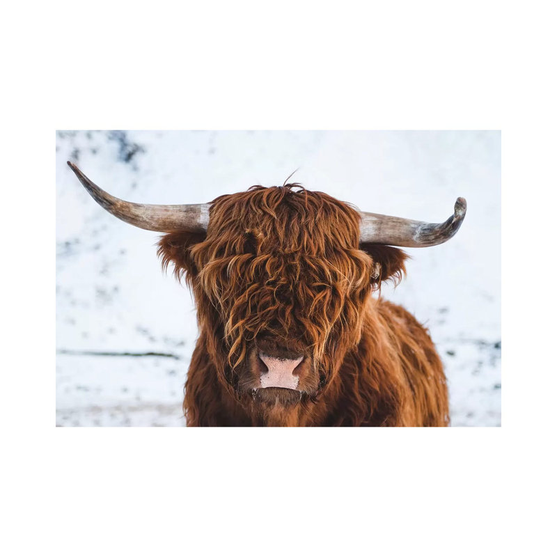 Highland Cattle II by Steffen Fossbakk - Wrapped Canvas Print, 20.32 cm H x 30.48 cm W