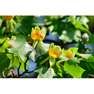 Tulip Tree (Liriodendron Tulipifera) Flowers - Wrapped Canvas Print