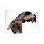 Falcon 1 Piece Wrapped Canvas Wall Art-1109687861