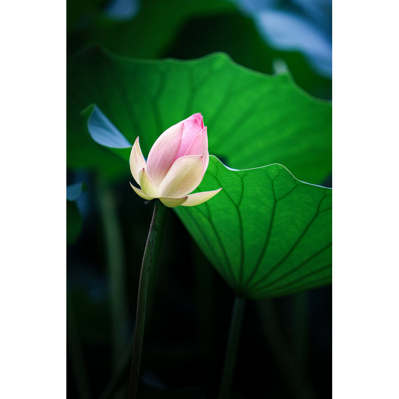 Lotus Flower - Wrapped Canvas Print, 76cm H x 51cm W