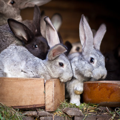 Young Rabbits Popping Out Of A Hutch - Wrapped Canvas Print