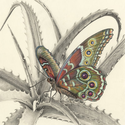 Majestic Butterfly III by Lily Liama - Wrapped Canvas Painting