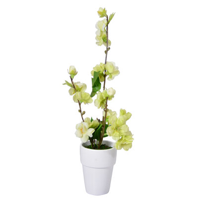 Fleurs de cerisier en pot
