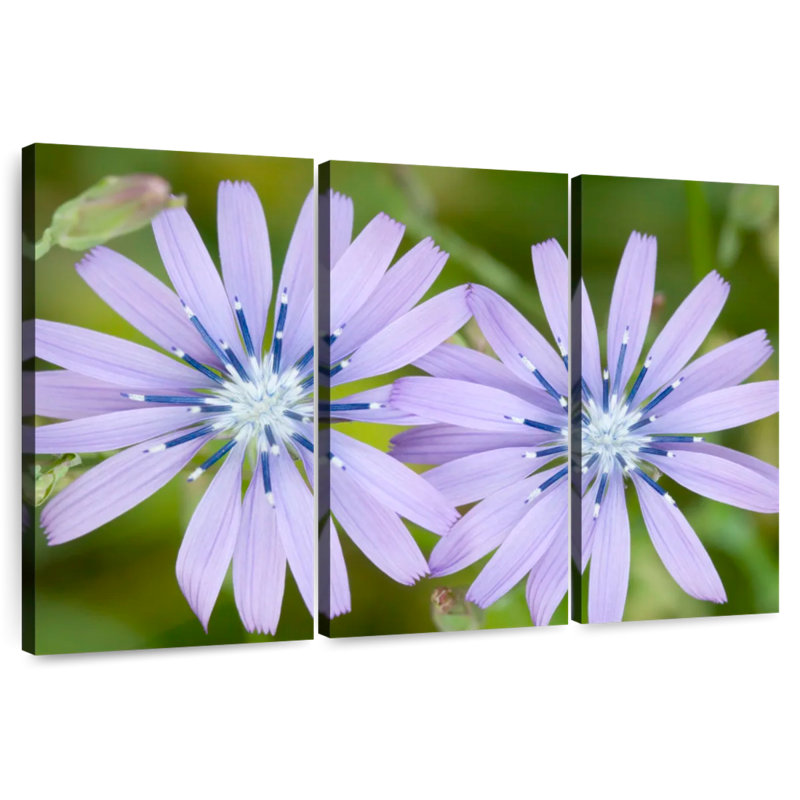 Harnek Radiant Chicory Flowers, 36" H x 57" W