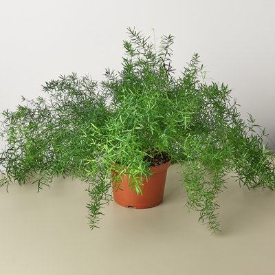 House Plant Shop Live Fern Plant