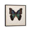 «Butterfly Study III», impression sur toile-29480733-73577919-73577918
