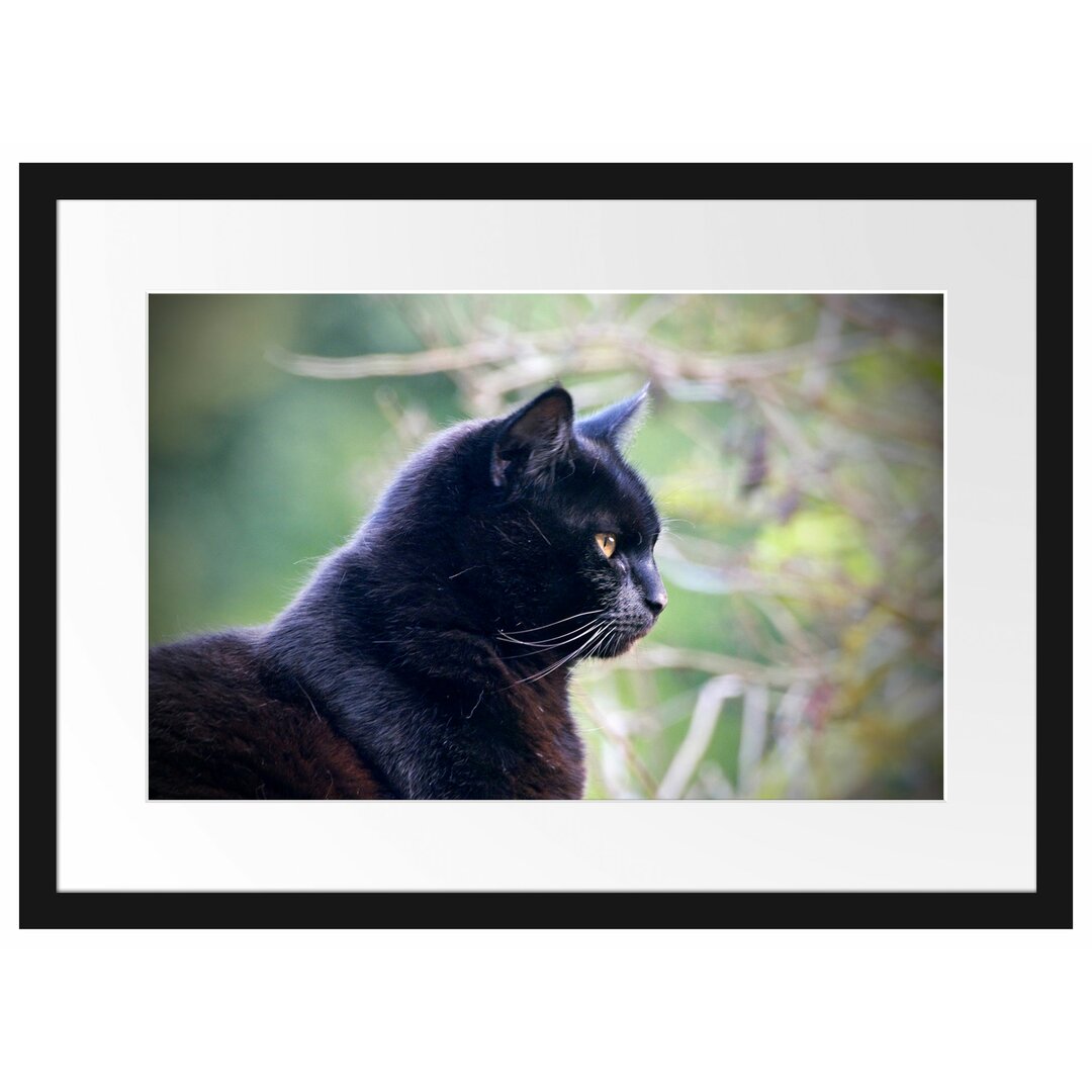 Gerahmtes Poster Schwarze Katze