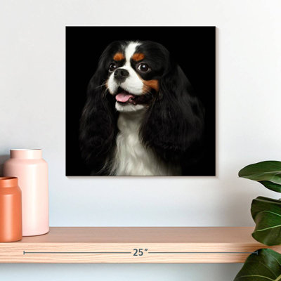 Crowle King Charles Spaniel Pup