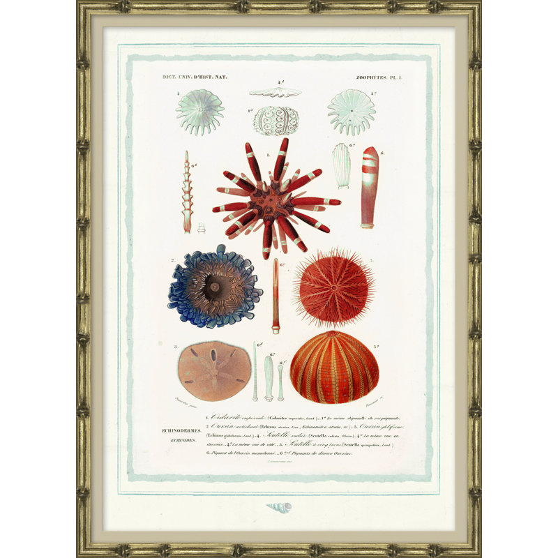 Seashells Giclee Print by Isabelle De Borchgrave