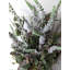 Arrangement de lavande en pot