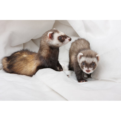 Two Ferrets by Kuricheva - Wrapped Canvas Print