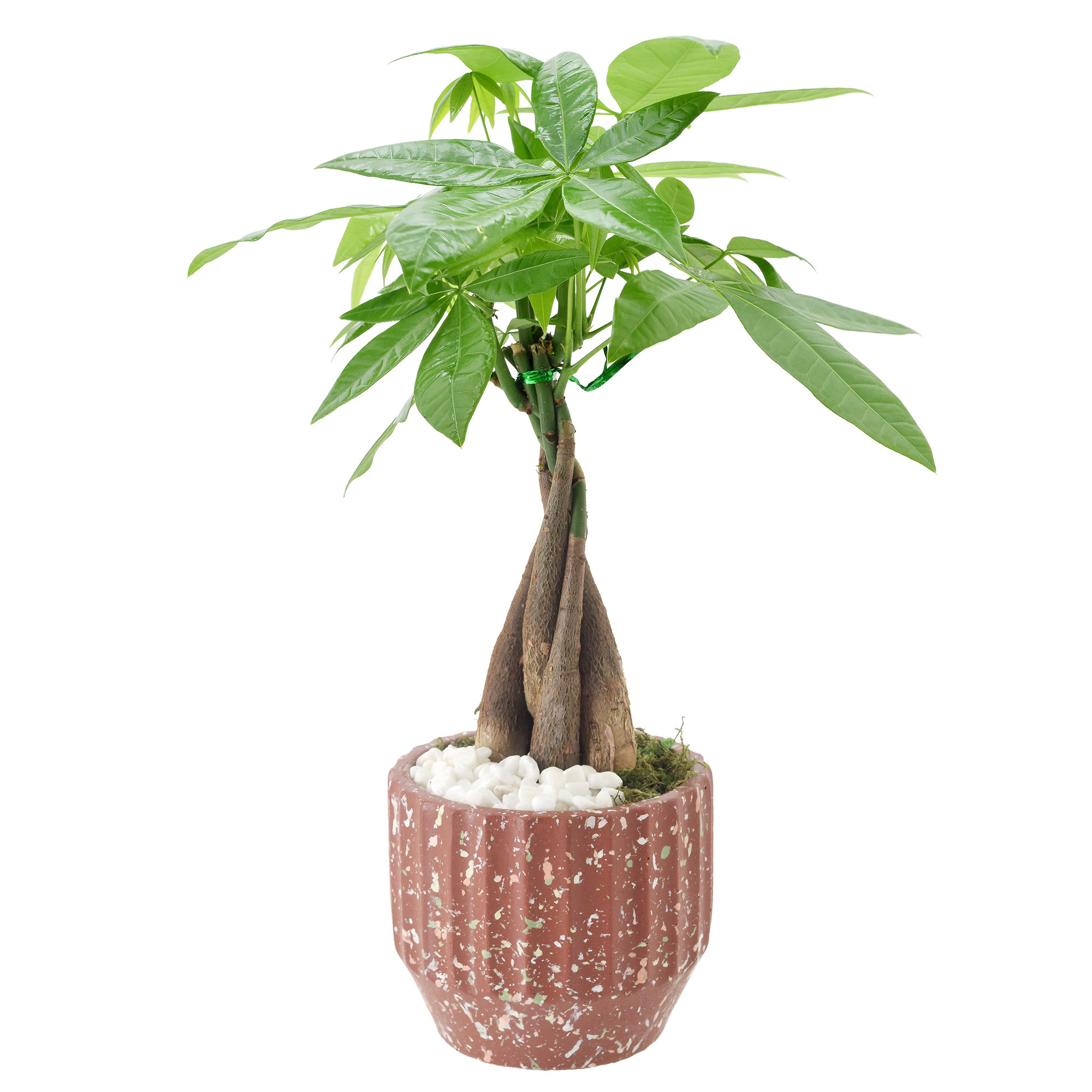 Arcadia Garden Products Money Tree Live Indoor Plant In Speckled Splash