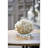 Ribbon Coral-17748650
