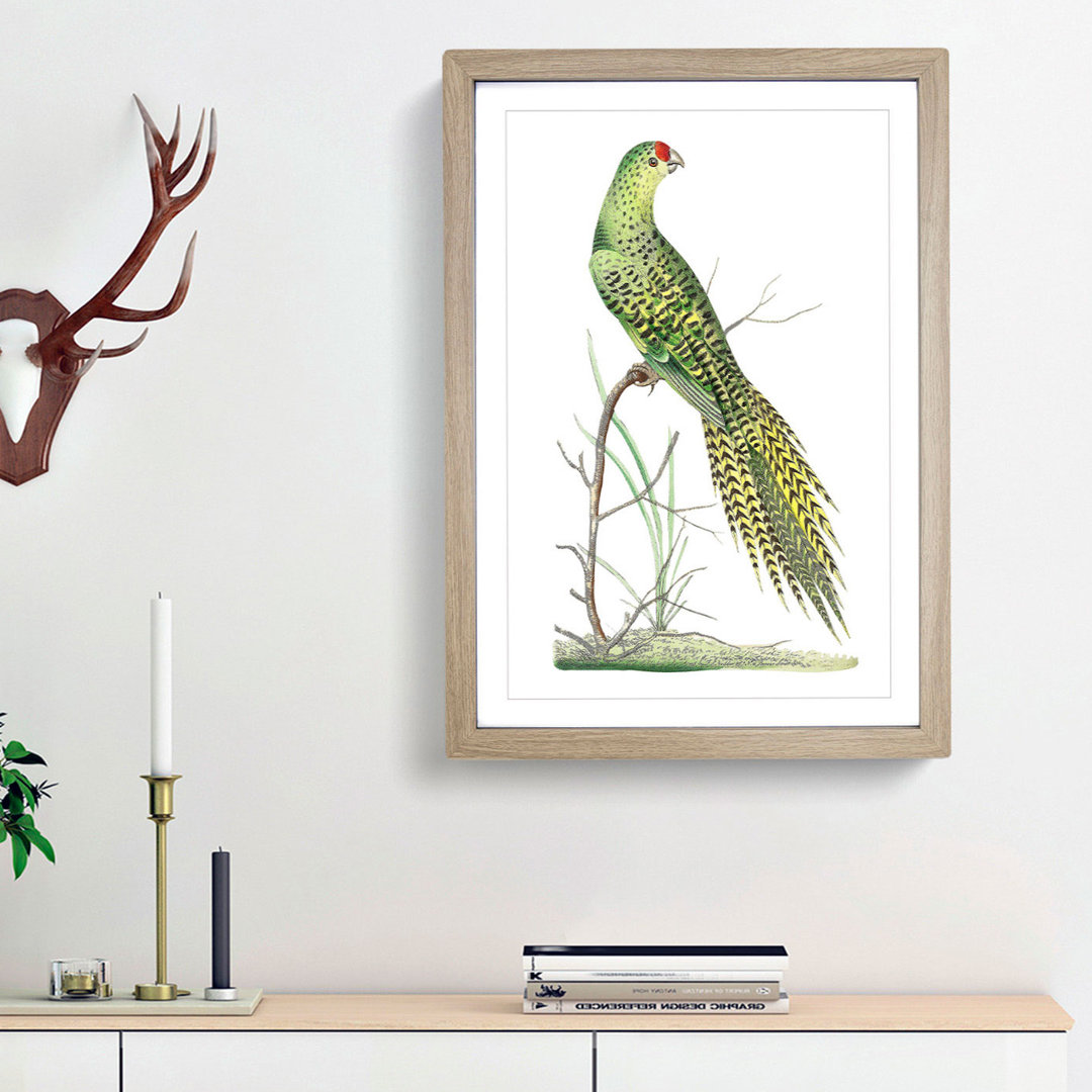 Ground Parrot by George Shaw - Framed Print