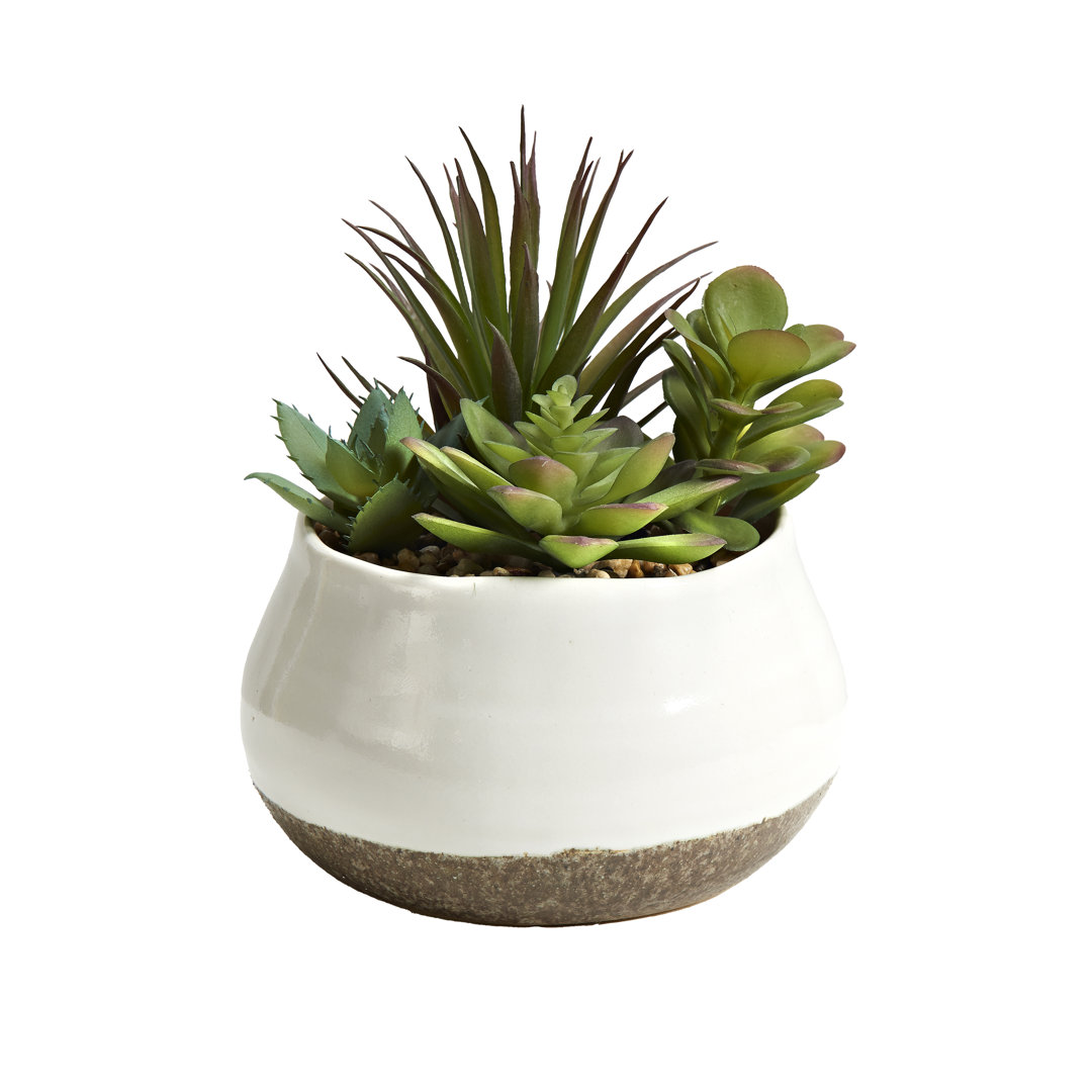Assorted Succulents in White Cermic Pot Primrue