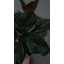 Faux Magnolia Branch