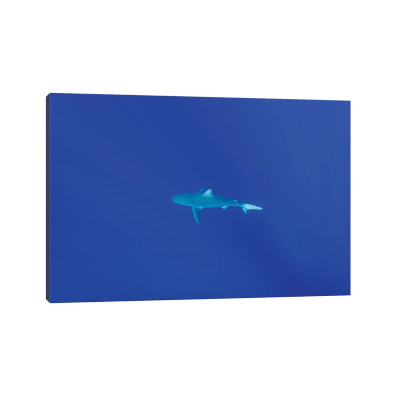 Hawaiian Shark by Bethany Young - Print on Canvas, Wrapped Canvas, 20.32cm H x 30.48cm W x 1.91cm D