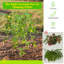 Arlmont & Co. 2PCS Green Cucumber Garden