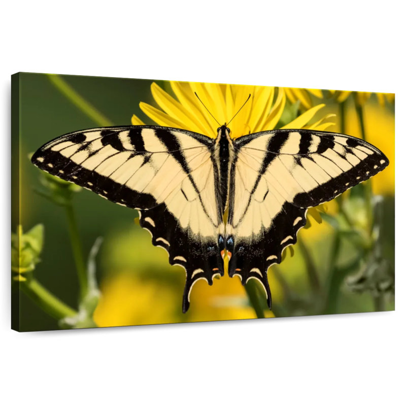 Perched Swallowtail Butterfly, 8" H x 12" W