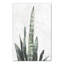 « serpent plante sud-ouest », reproduction d’impression sur toile tendue