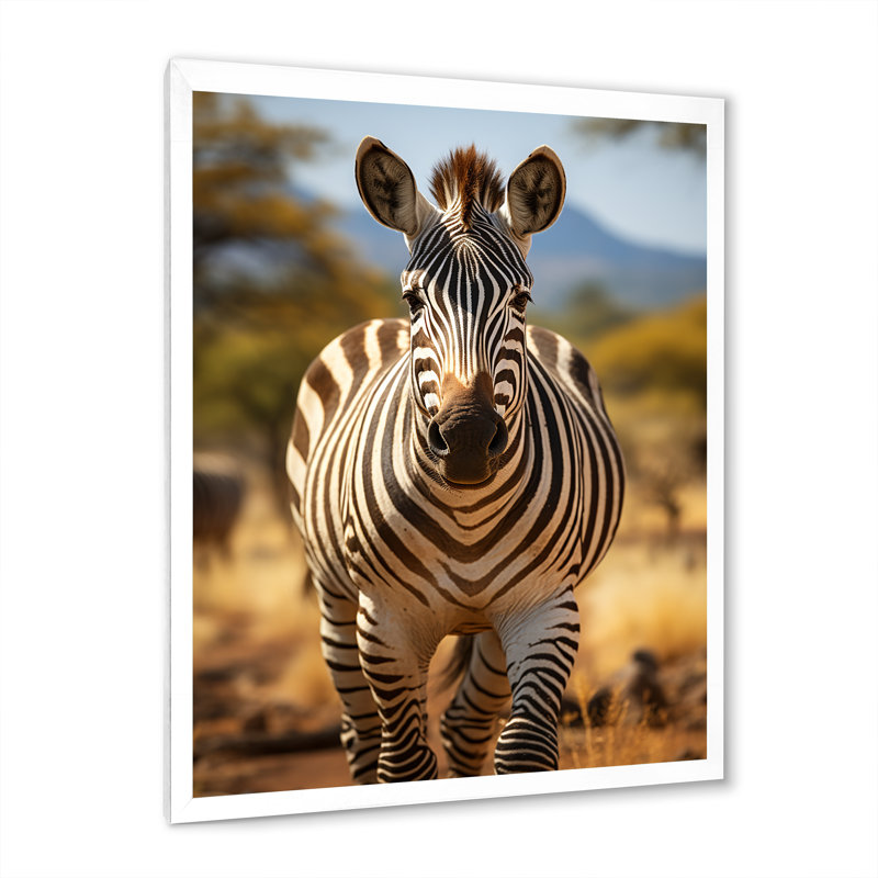 Reproduction sur toile, "Zèbre marchant en Afrique II", H 32 po x l 24 po x P 1 po, Cadre simple blanc