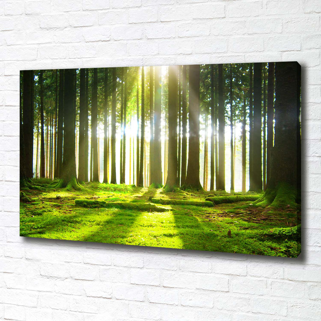 Wald in der Sonne - Kunstdrucke auf Leinwand - Wrapped Canvas