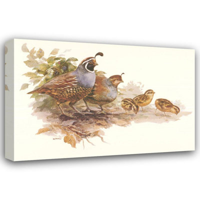 Quail Family