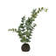 Eucalyptus In Soil Faux Eucalyptus Plant-781249596