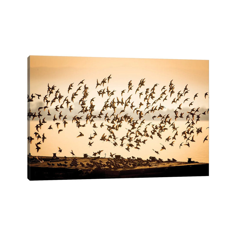 Flock Of Shorebirds by Mateusz Piesiak - Wrapped Canvas Print, 20.32 cm H x 30.48 cm W