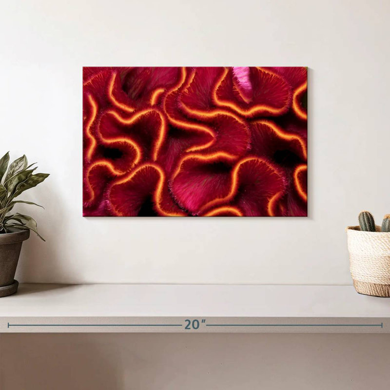 Corail rouge Brampt, H 8 po x l 12 po