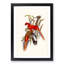 Fiery Parakeets by Elizabeth Gould - Picture Frame Art Print-55609404-55609406