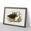 Pacific Herons by Elizabeth Gould - Framed Print-55578069-55578073