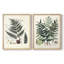 Collection de fougères VI - reproduction encadrée de qualité supérieure - prête à être accrochée - aucun clou requis - aucun clou requis-341600354-341600380